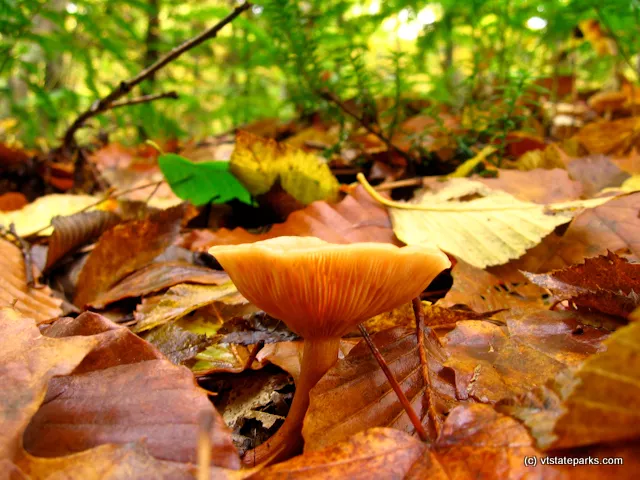 Mushroom at Gifford Woods State Park