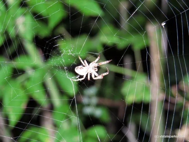 Spider in her web at Button Bay State Park by Aswini  Cherukuri