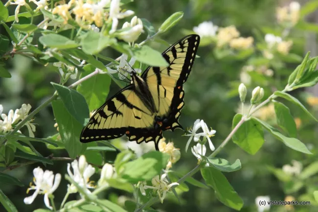 Butterfly at Stillwater State Park