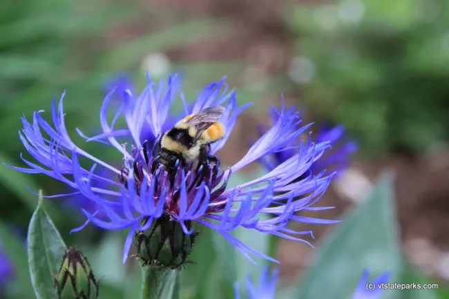 Getting alittle nectar at Stillwater State Park