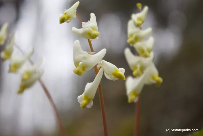 Dutchman's breeches flowers at Niquette Bay State Park by Thomas Moran