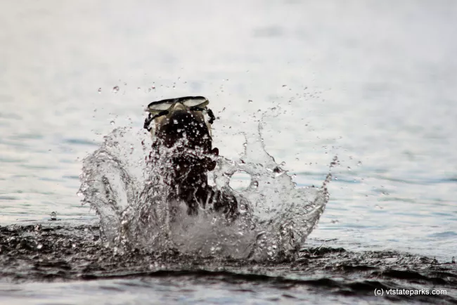 Big splash at Boulder Beach State Park by Lene Gary