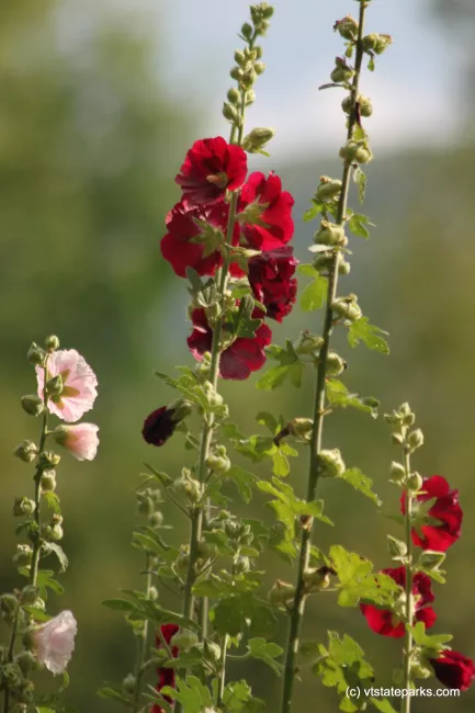 Flowers at Boulder Beach State Park by Lene Gary