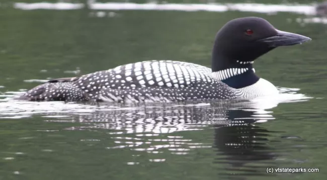 A loon on the water at Brighton State Park