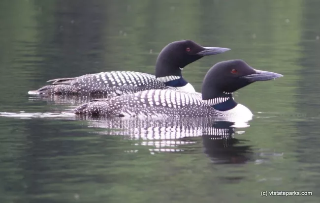 Close-up of two loons at Brighton State Park