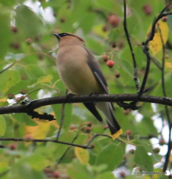 A bird on a branch at Brighton State Park by Karl Hubbard
