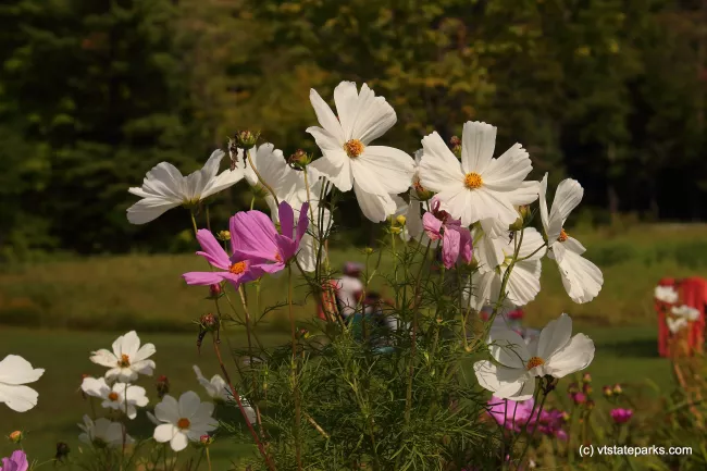 Bright flowers at Silver Lake State Park by Cara Goodenough