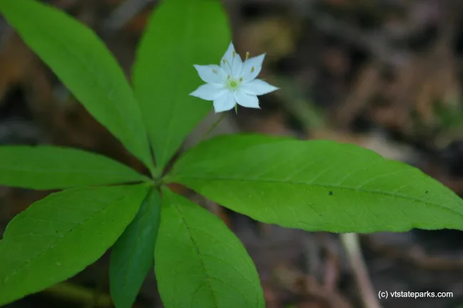 Flower at Mt. Philo State Park by Lene Gary