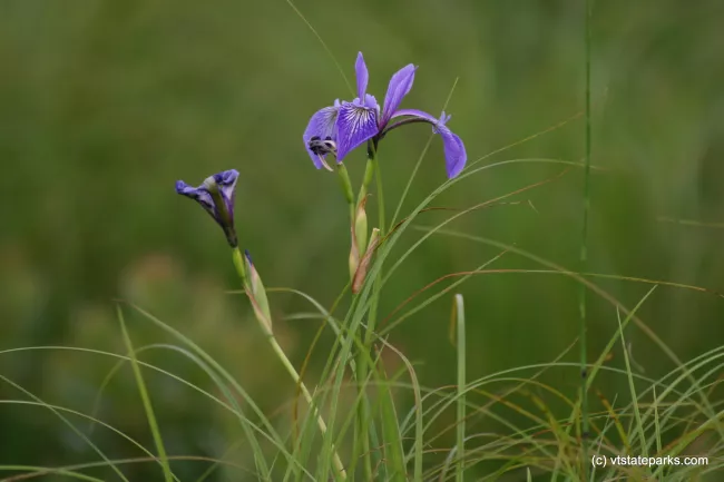 Purple flower at Green River Reservior by Lene Gary
