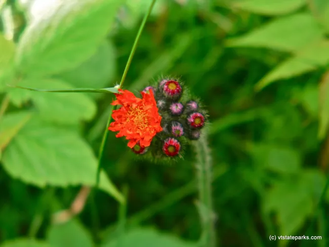 Hawkweed at New Discovery State Park by Eric Montgomery