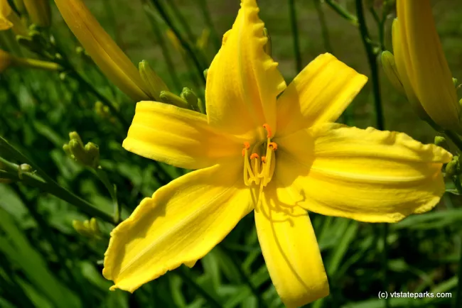 Flower of yellow color at Sand Bar State Park by Julia Maille
