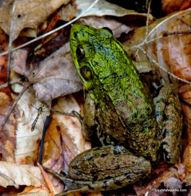 This frog is trying to hide at Jamaica State Park by Tara Schatz