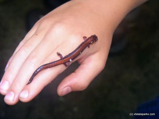 Salamander at Maidstone State Park