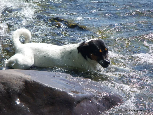 Dogs love the beautiful Lake Champlain from Knight Island State Park