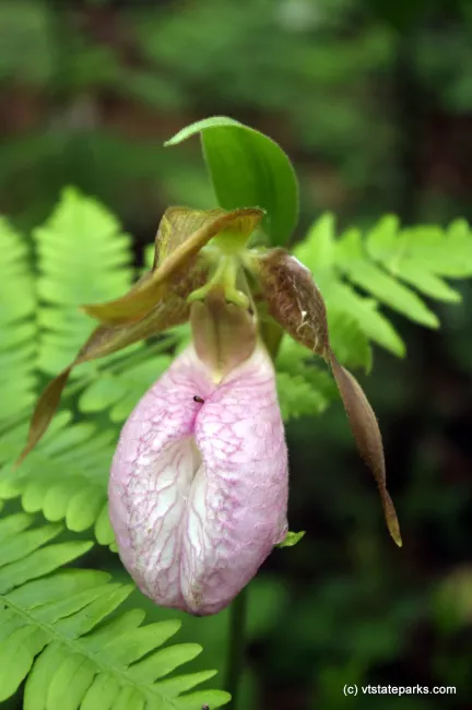 Lady Slipper at Kettle Pond State Park by Justin Lajoie