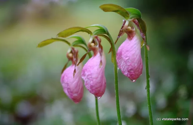 Lady slipper dripping with dew at Osmore in New Discovery State Park by Pat Spielman
