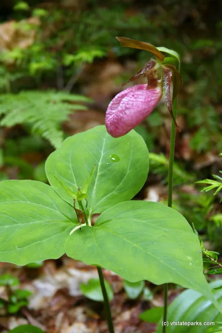 Pretty pink flower at Boulder Beach State Park