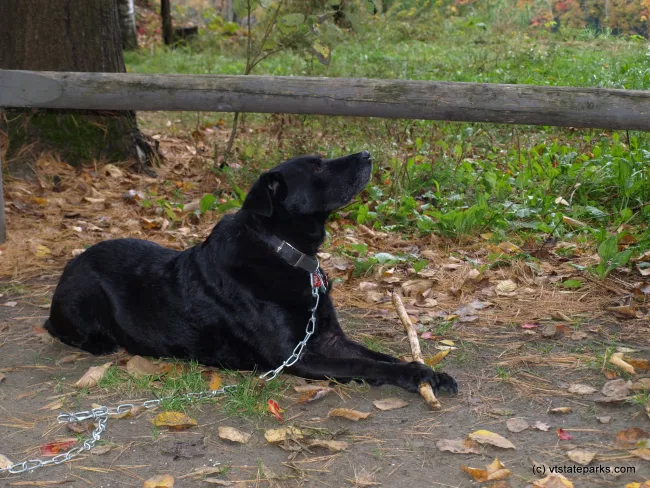 A playful dog at Little River State Park
