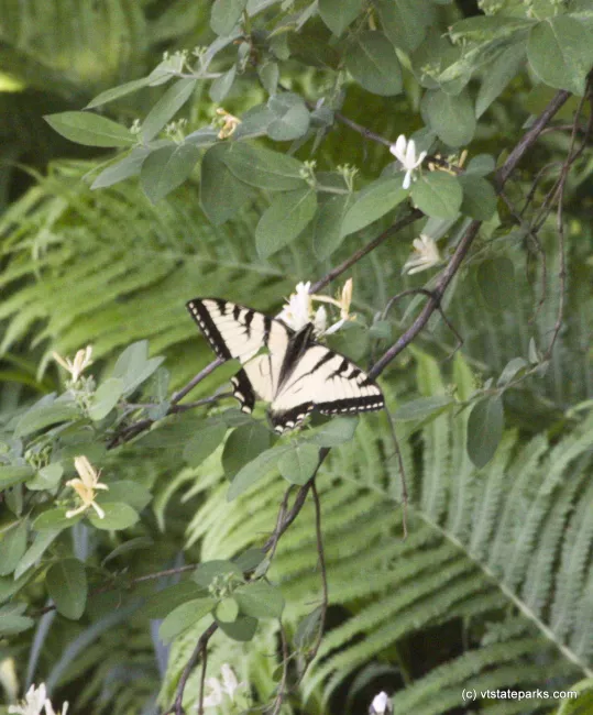 Butterflys at Little River State Park