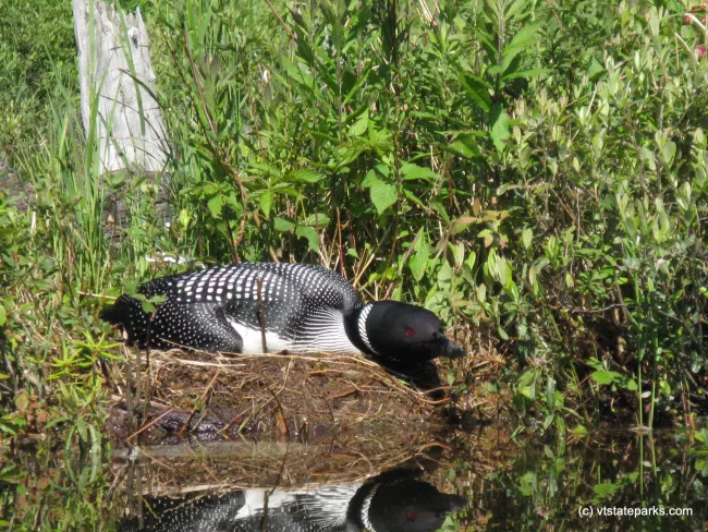 Loon rests at Osmore Pond at New Discovery State Park by Debbie Thomas