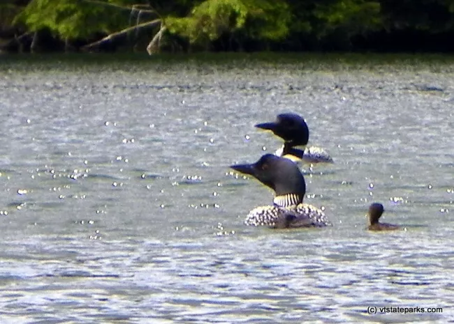 Family of loons at Green River Reservoir State Park