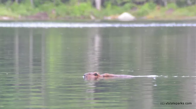 Beaver swimming at Lowell Lake State Park by Linda Carlsen-Sperry