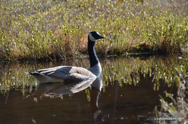 Goose visits Lowell Lake State Park by Linda Carlsen-Sperry