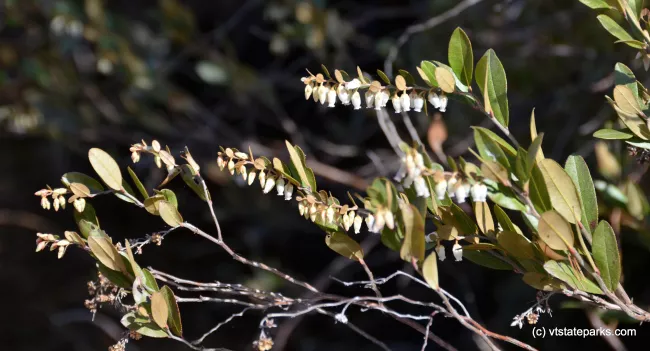 Wild blueberry flowers at Lowell Lake State Park by Linda Carlsen-Sperry