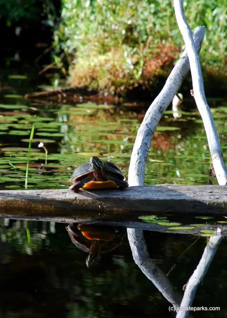 Turtle basking in the sun at Lowell Lake State Park by Linda Carlsen Sperry