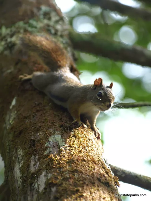 A squirrel  came to visit at Maidstone State Park by Matt Parsons