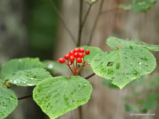 Red berries at Maidstone State Park by Matt Parsons