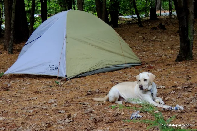 Watch dog for the tent site at Molly Stark State Park by Tara Schatz