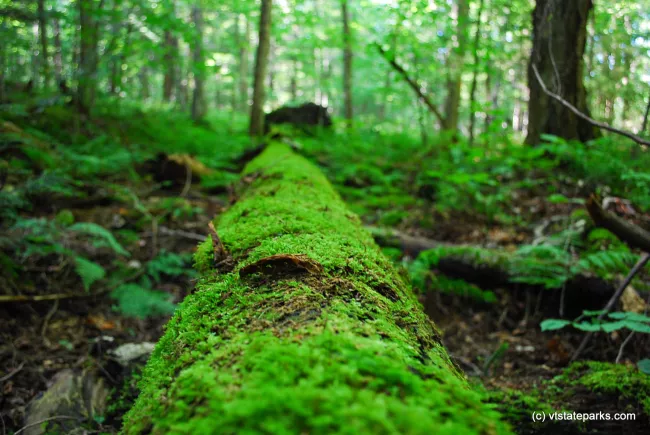 Mossy log in the forest at Gifford Woods State Park by Carolyn Dean