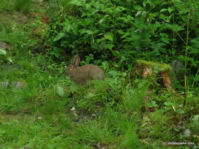 You might see this furry little bunny at Boulder Beach State Park