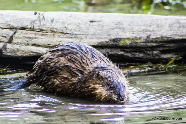 A wet muskrat swimming at Niquette Bay State Park by Kristen Jensen