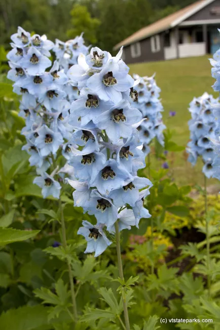 Flowers at Stillwater State Park by Ellie Stover