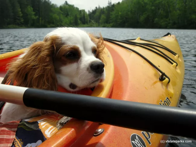 Oliver takes a ride at Brighton State Park by Justin Lajoie