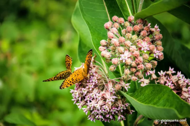 Butterflies at New Discovery State Park by Kristy Willey