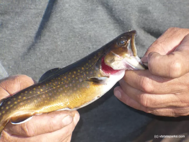 First trout fish caught at Woodford State Park by Julie Nichols