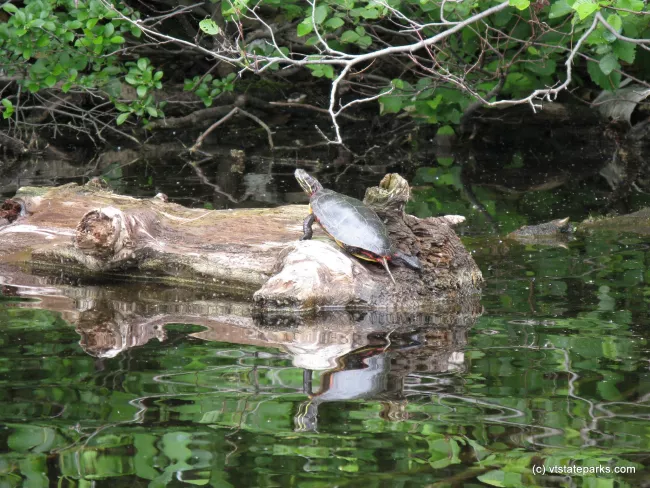 Turtle on driftwood at Brighton State Park by Debbie Thomas