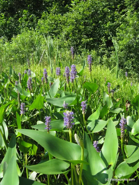 Pickerelweed at Ricker Pond State Park, by Debbie Thomas