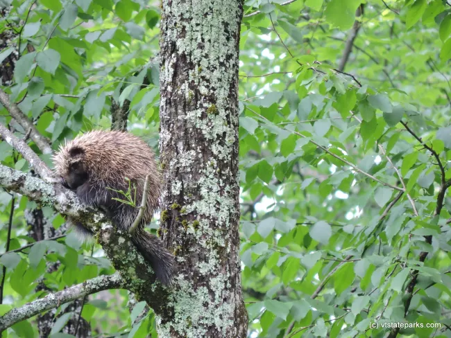 Porcupine taking a nap at Townsend State Park