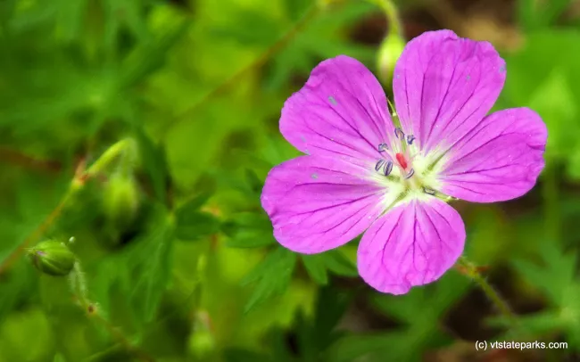 Purple flower at Boulder Beach State Park by Paul Anderson