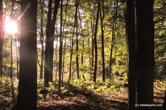 Sunrays shining through the huge trees at Quechee State Park by Tara Schatz