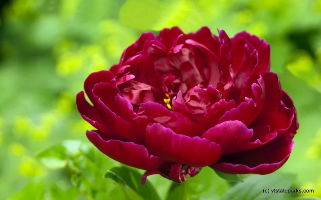 Flower at Boulder Beach State Park by Paul Anderson