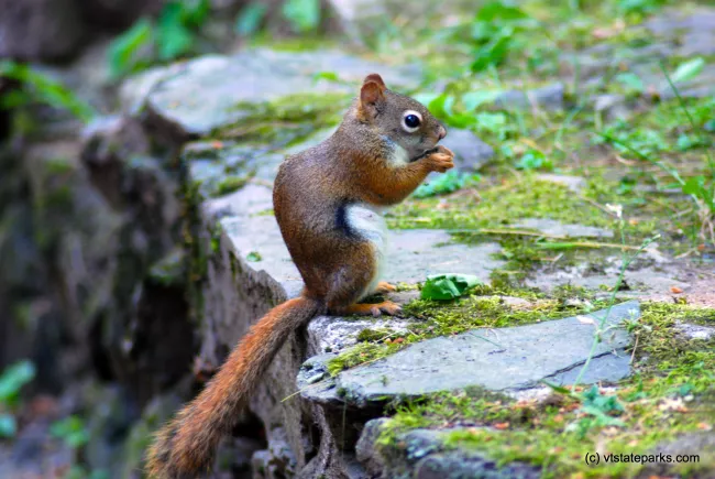 Red squirel at Mt. Philo State Park by Carolyn Dean