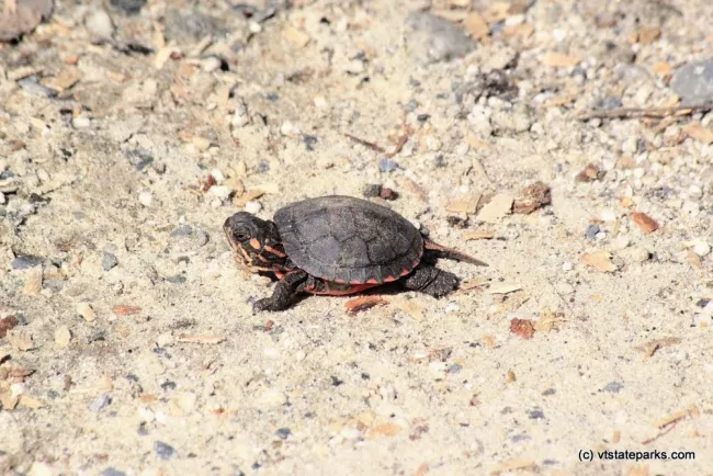 Baby painted turtle at Ricker Pond State Park by Dave Jalbert