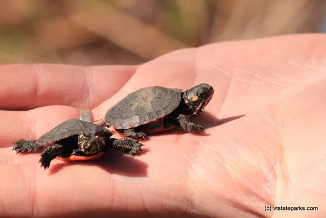 Two tiny turles at Ricker Pond by Dave Jalbert