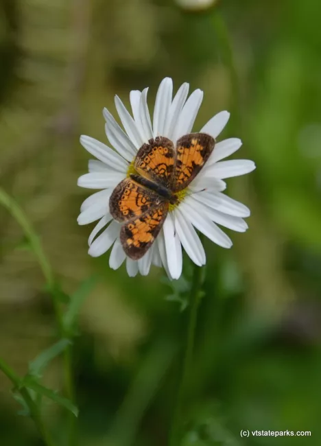 Butterfly on flower at Ricker Pond State Park by Linda Carlsen Sperry