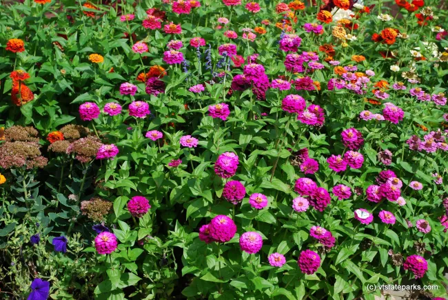 Pretty flowers everywhere at Grand Isle State Park